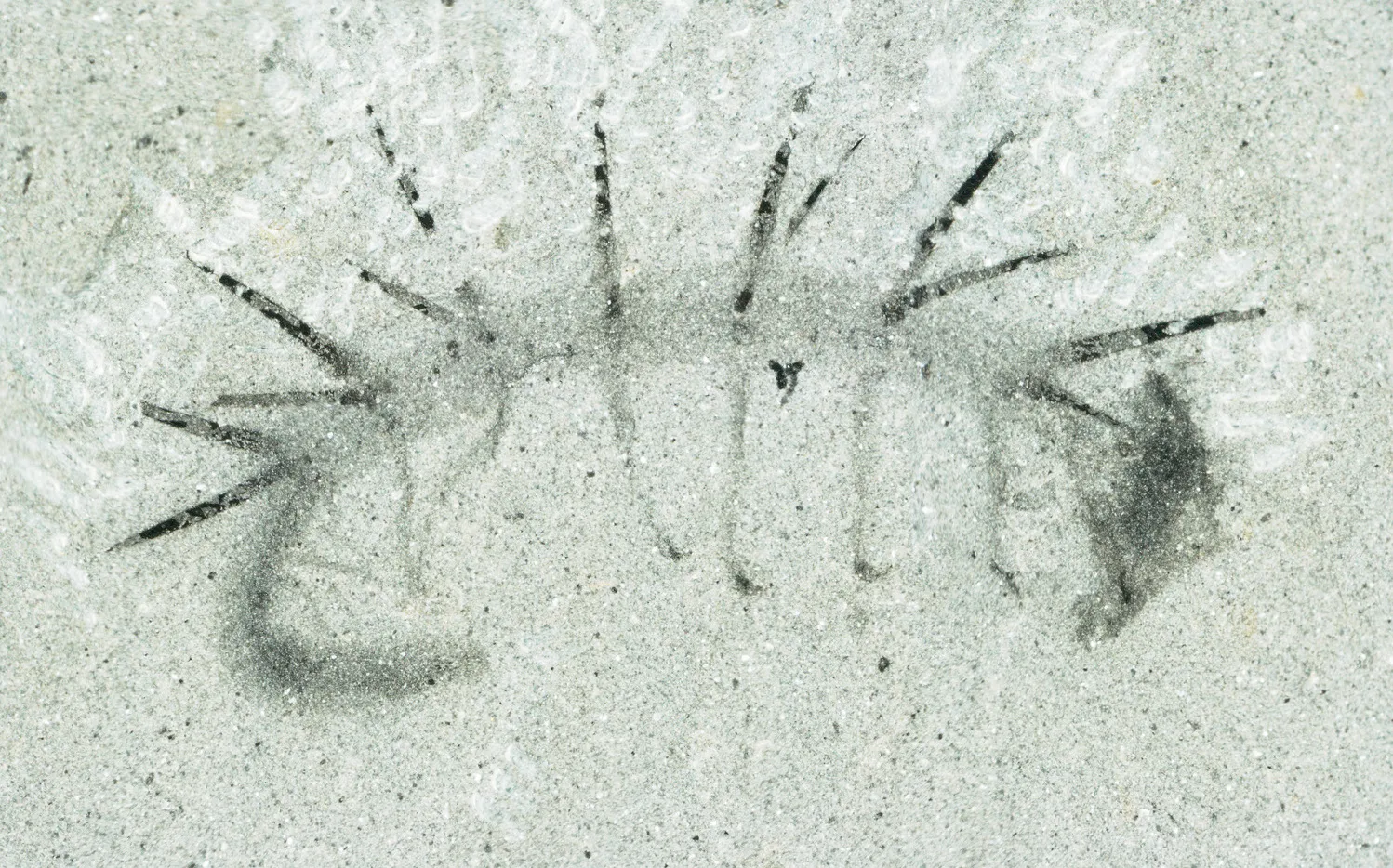 Hallucigenia